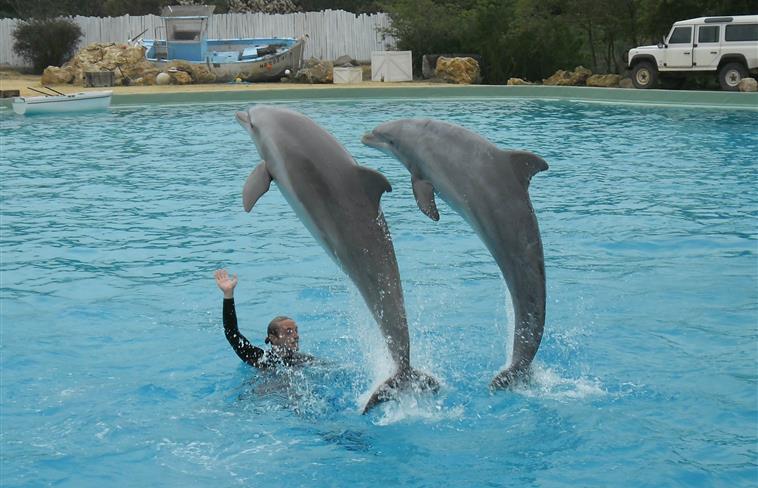 Show with dolphins Planète Sauvage